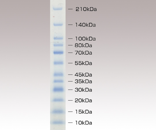 タンパク質分子量マーカープレステインド
