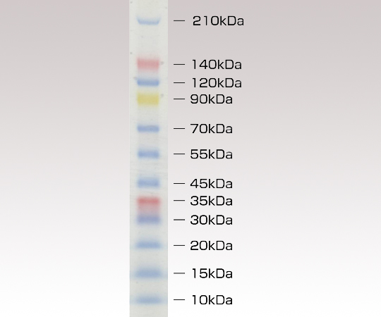 分子量マーカープレステインド・3色カラー